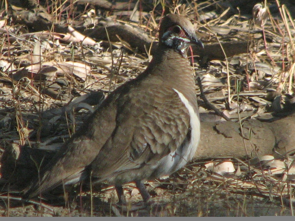 Squatter Pigeon - ML43156301