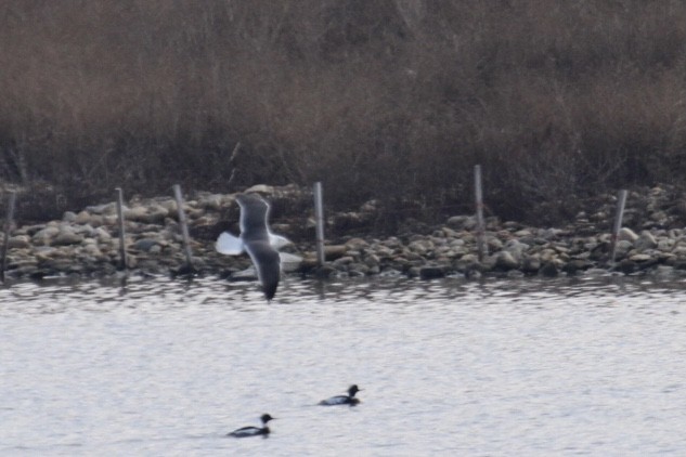 Gaviota Sombría - ML431563051