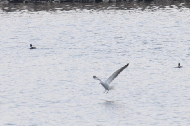 Gaviota Sombría - ML431563081