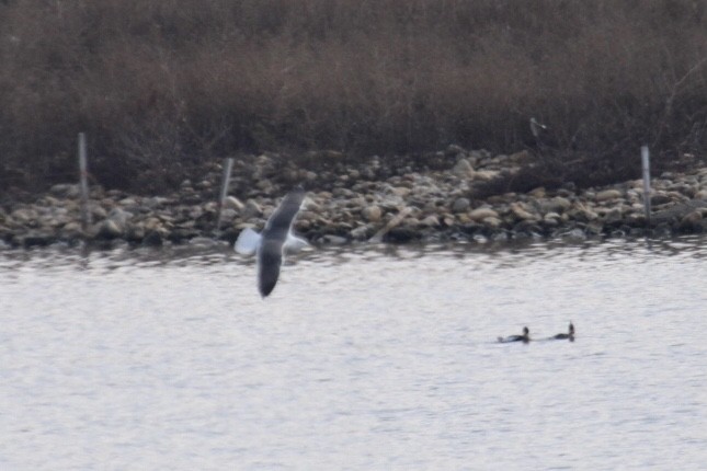 Gaviota Sombría - ML431563091