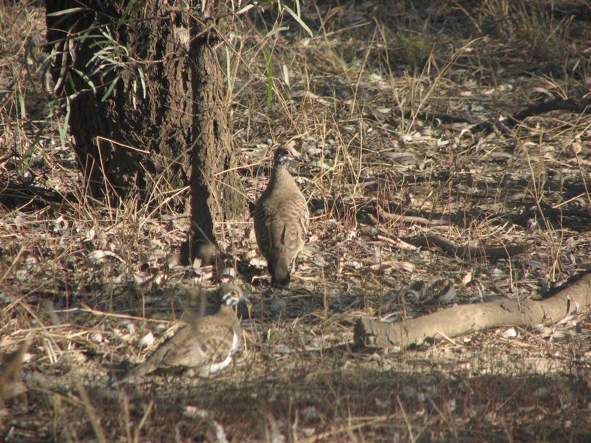 Squatter Pigeon - ML43156311