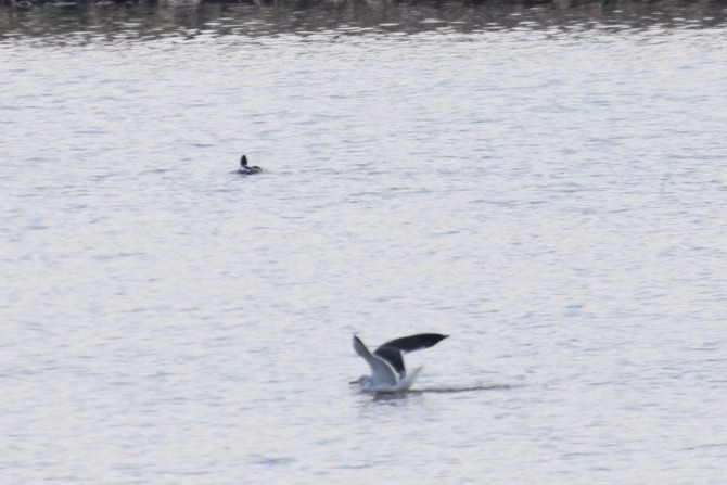 Gaviota Sombría - ML431563171