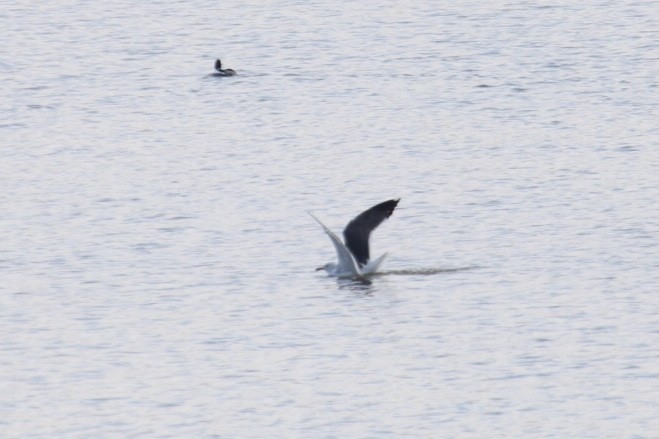 Lesser Black-backed Gull - ML431563211