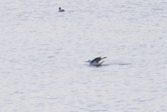 Gaviota Sombría - ML431563231