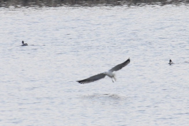 Gaviota Sombría - ML431563261