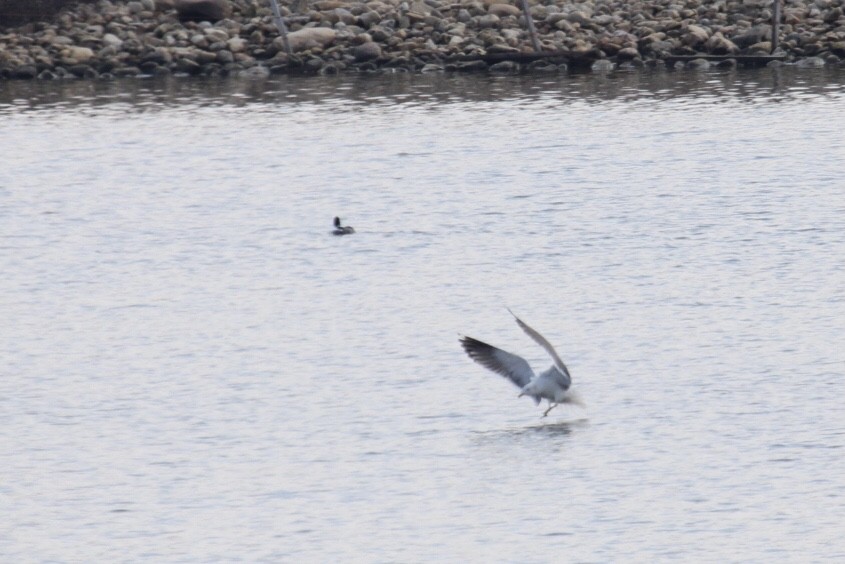 Gaviota Sombría - ML431563311