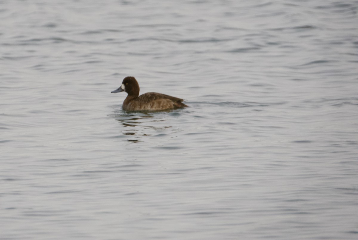 Lesser Scaup - ML431563491