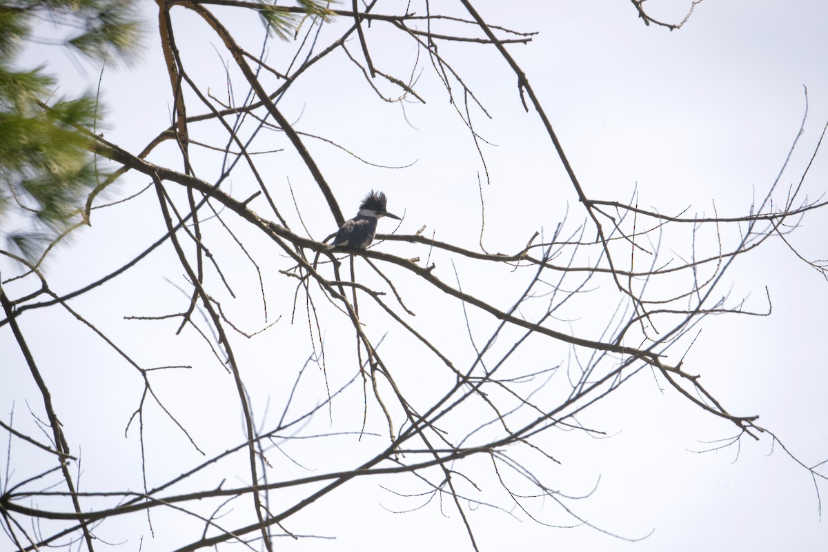 Belted Kingfisher - ML431566761