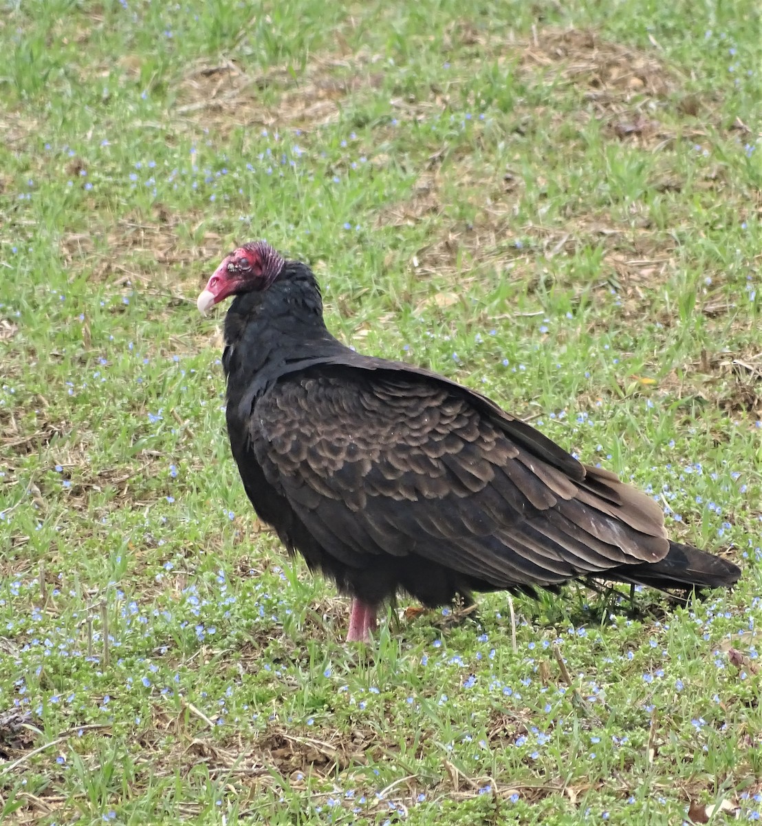 Turkey Vulture - Su Snyder