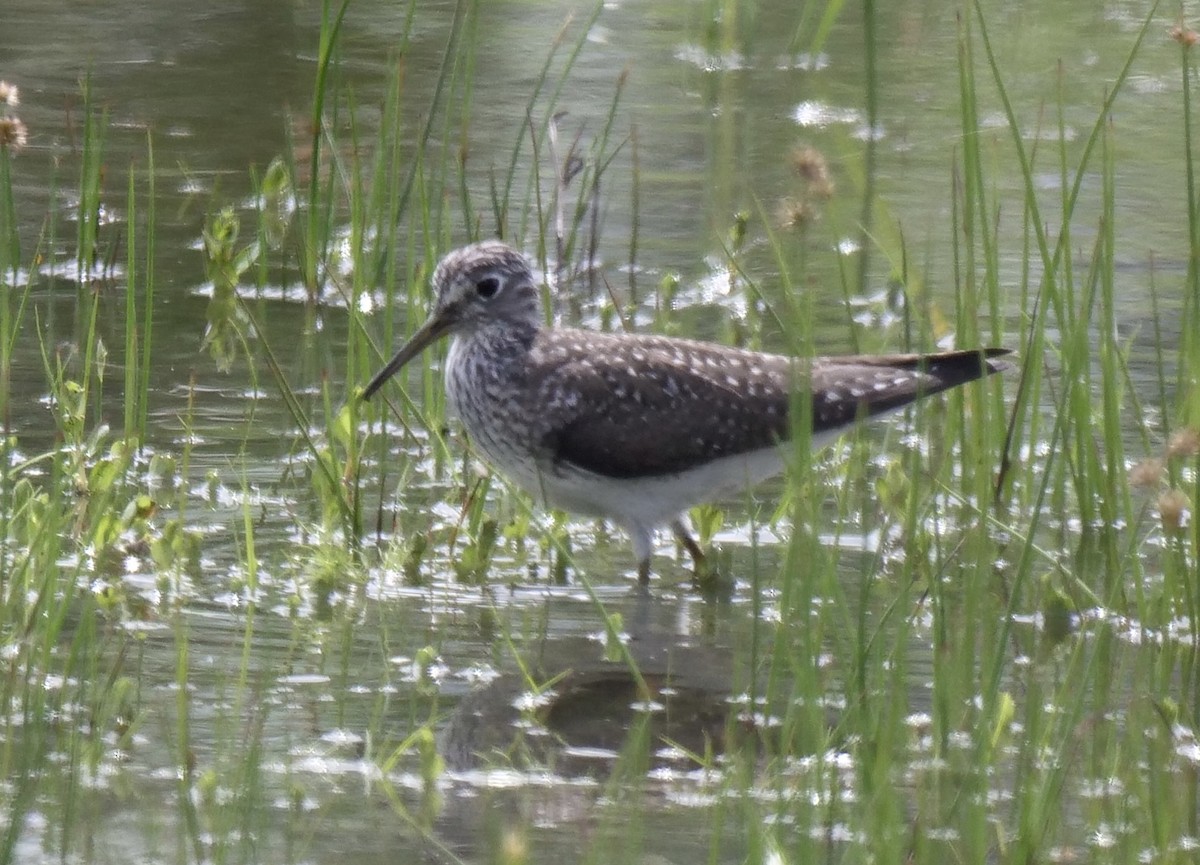 eremittsnipe - ML431567601