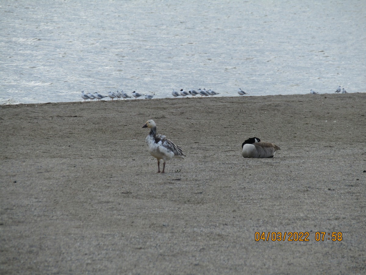 Snow Goose - Thomas Czubek