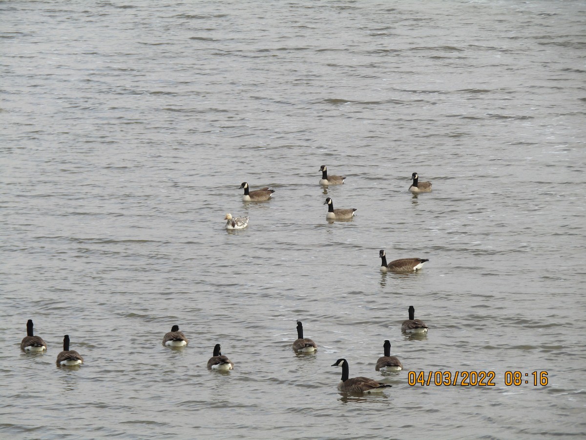 Snow Goose - ML431567841