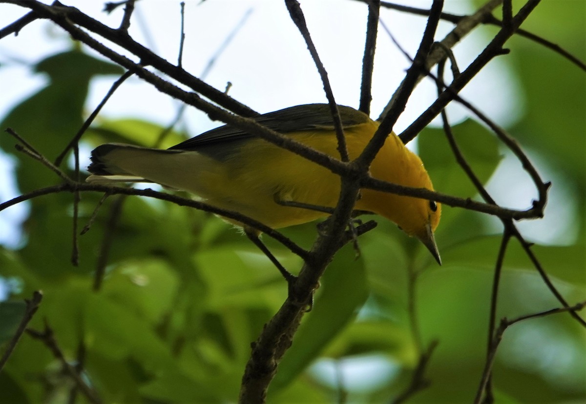 Prothonotary Warbler - ML431568261