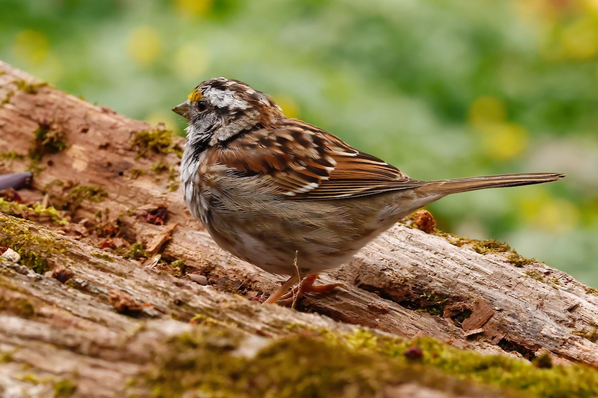 White-throated Sparrow - ML431568531