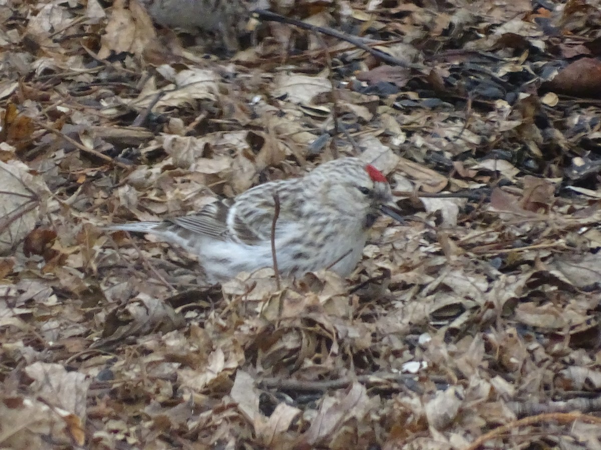 Hoary Redpoll - ML431569651