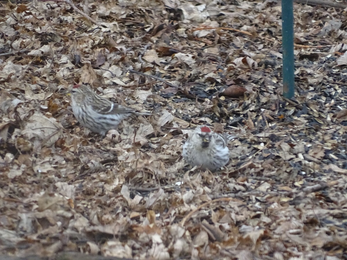 Hoary Redpoll - ML431569671