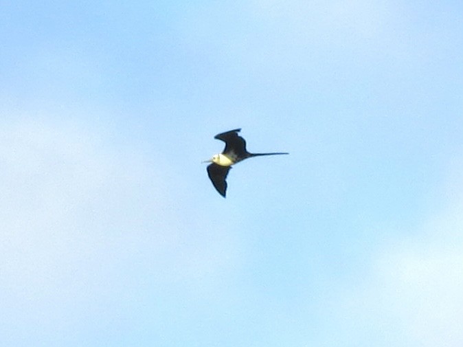 Great Frigatebird - ML431569821