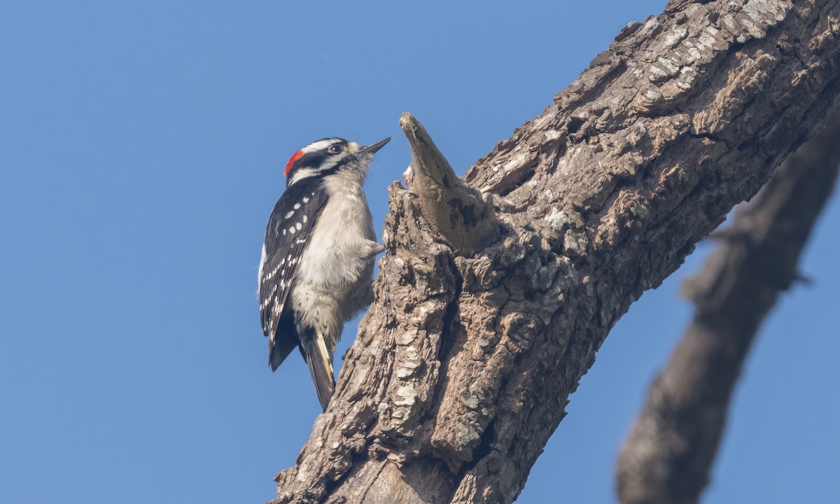 Downy Woodpecker - ML431570291