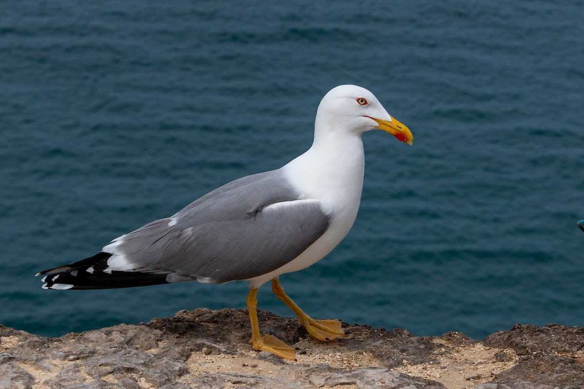 Yellow-legged Gull - Mário Trindade