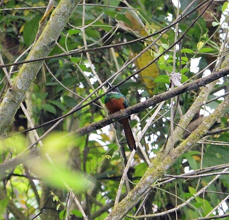 Rufous-tailed Jacamar - ML43157221