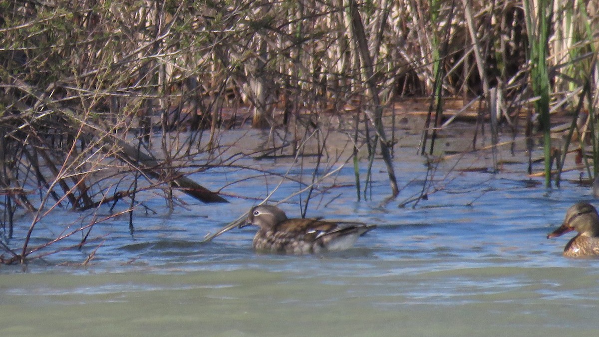 Mandarin Duck - ML431572551