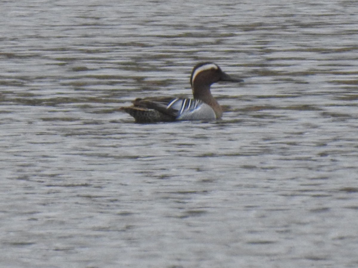 Garganey - ML431575461