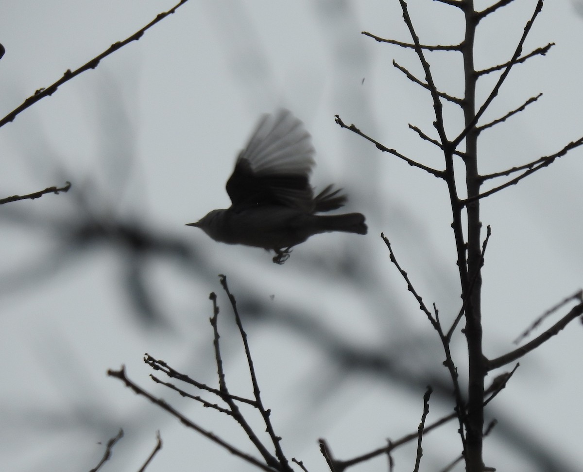 Blue-gray Gnatcatcher - ML431575701