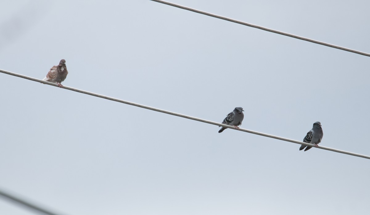 Rock Pigeon (Feral Pigeon) - ML431577771