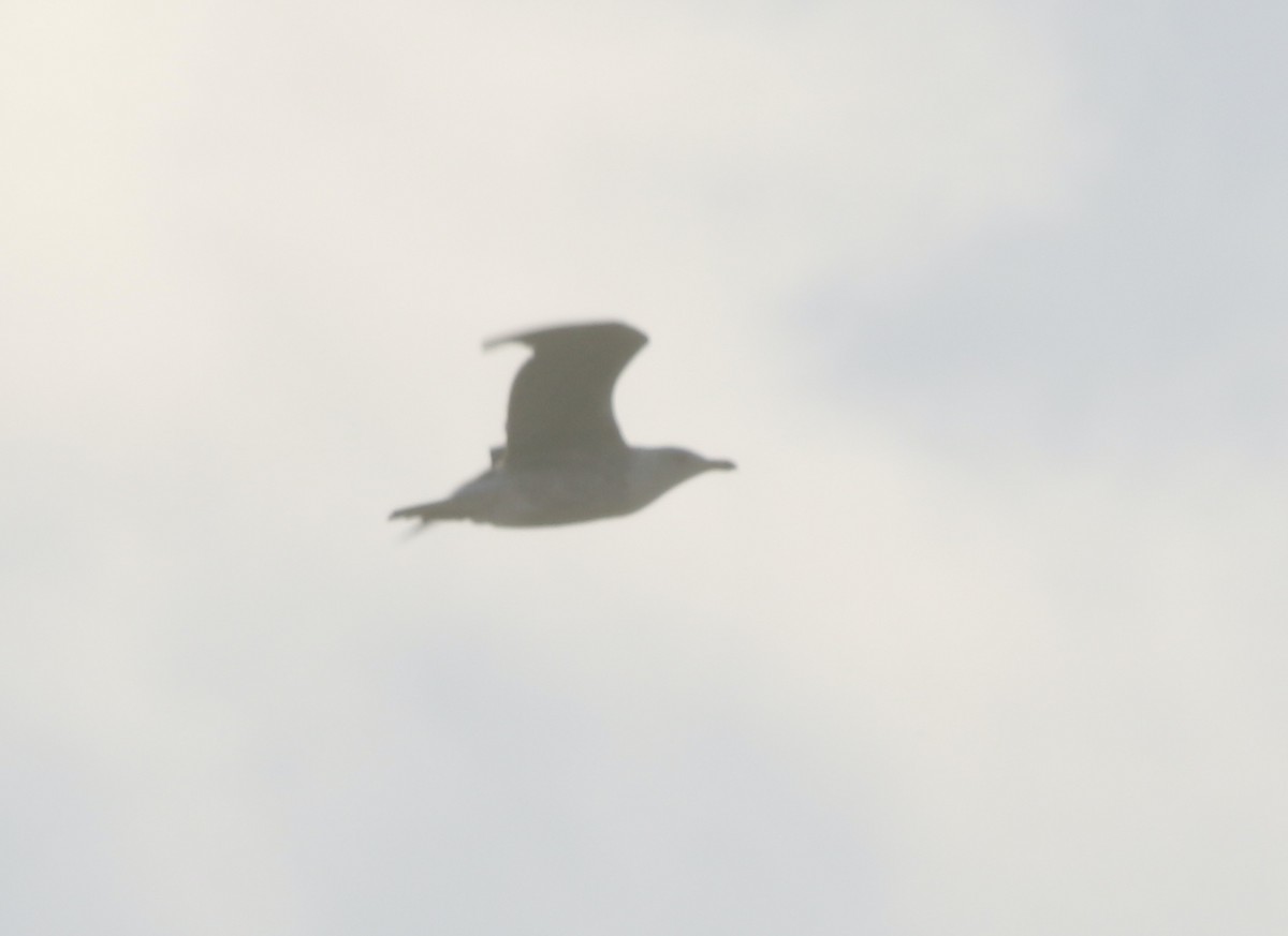 Lesser Black-backed Gull - logan kahle