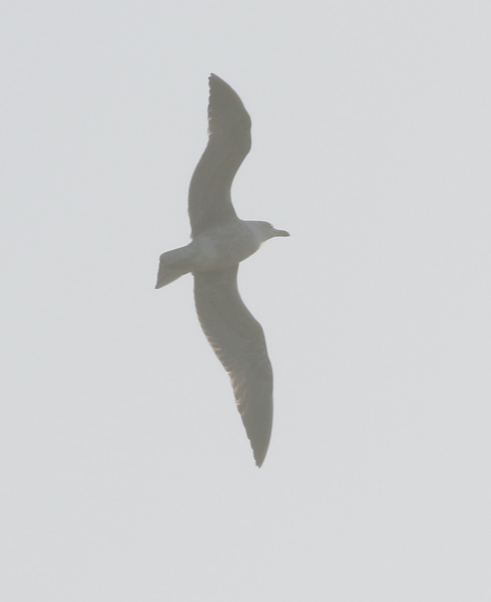 Lesser Black-backed Gull - logan kahle
