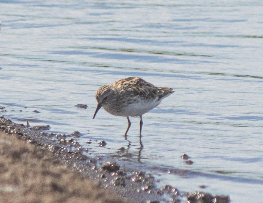 Least Sandpiper - Peter Donaldson