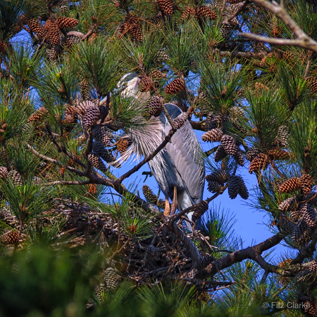 Great Blue Heron - ML431581381