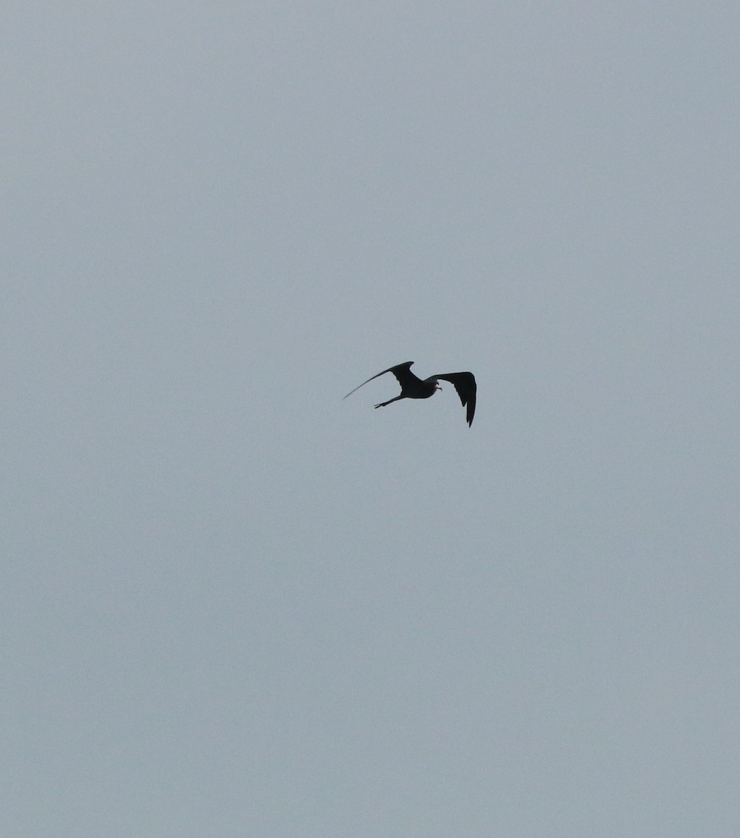 Magnificent Frigatebird - Ben Leff