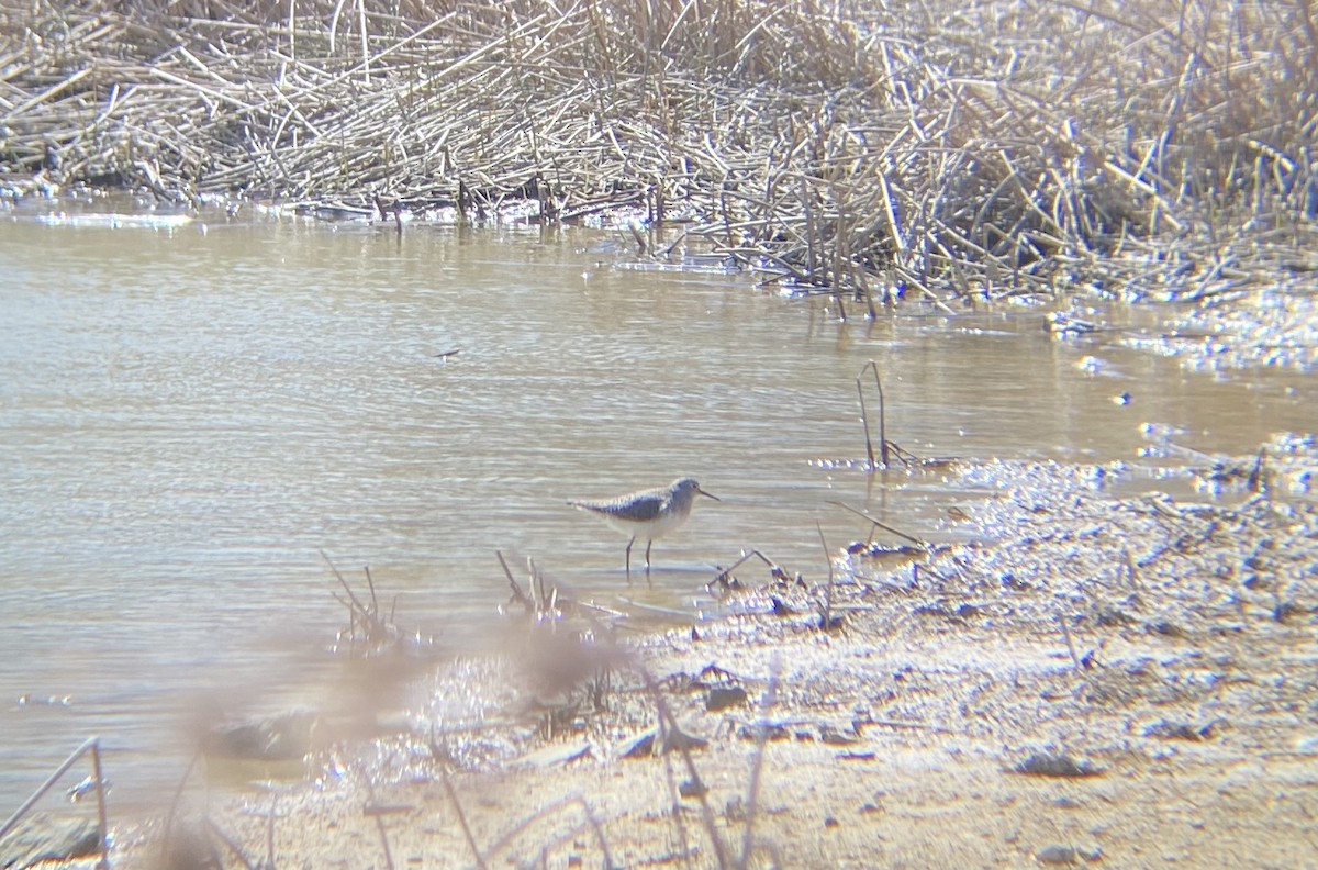 Solitary Sandpiper - ML431581781