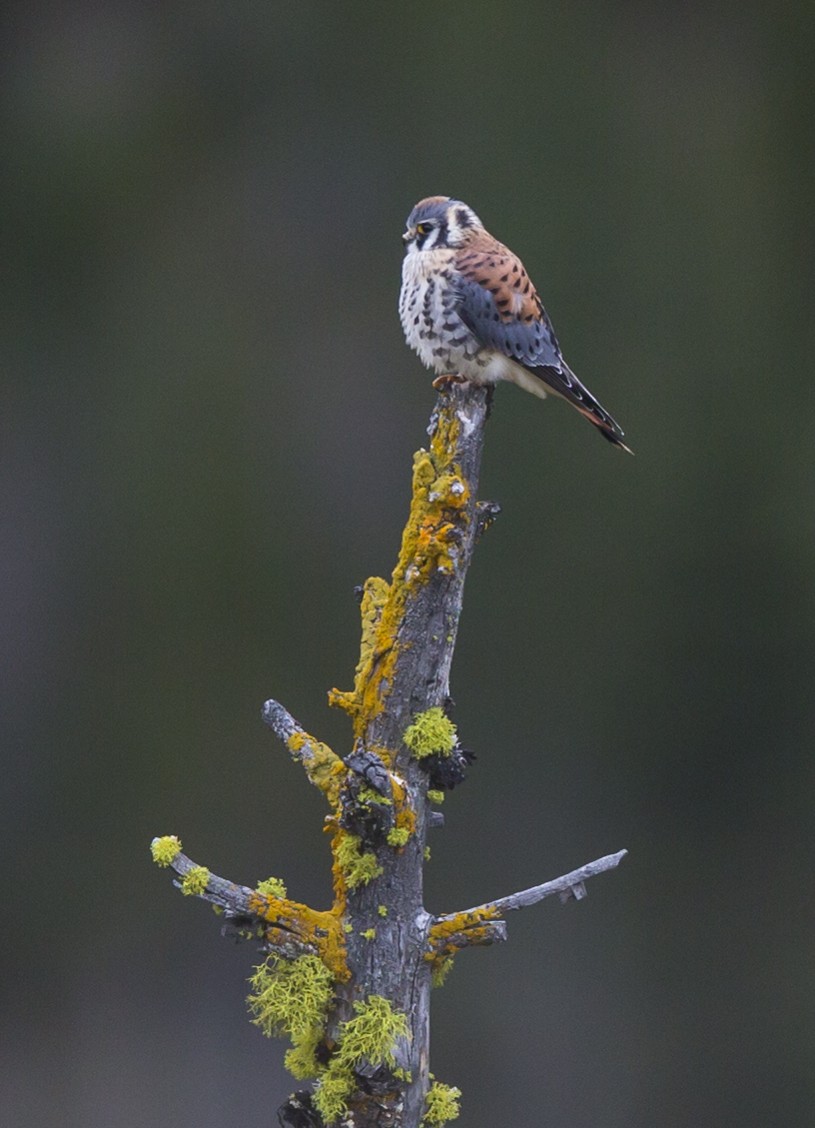 American Kestrel - bj worth