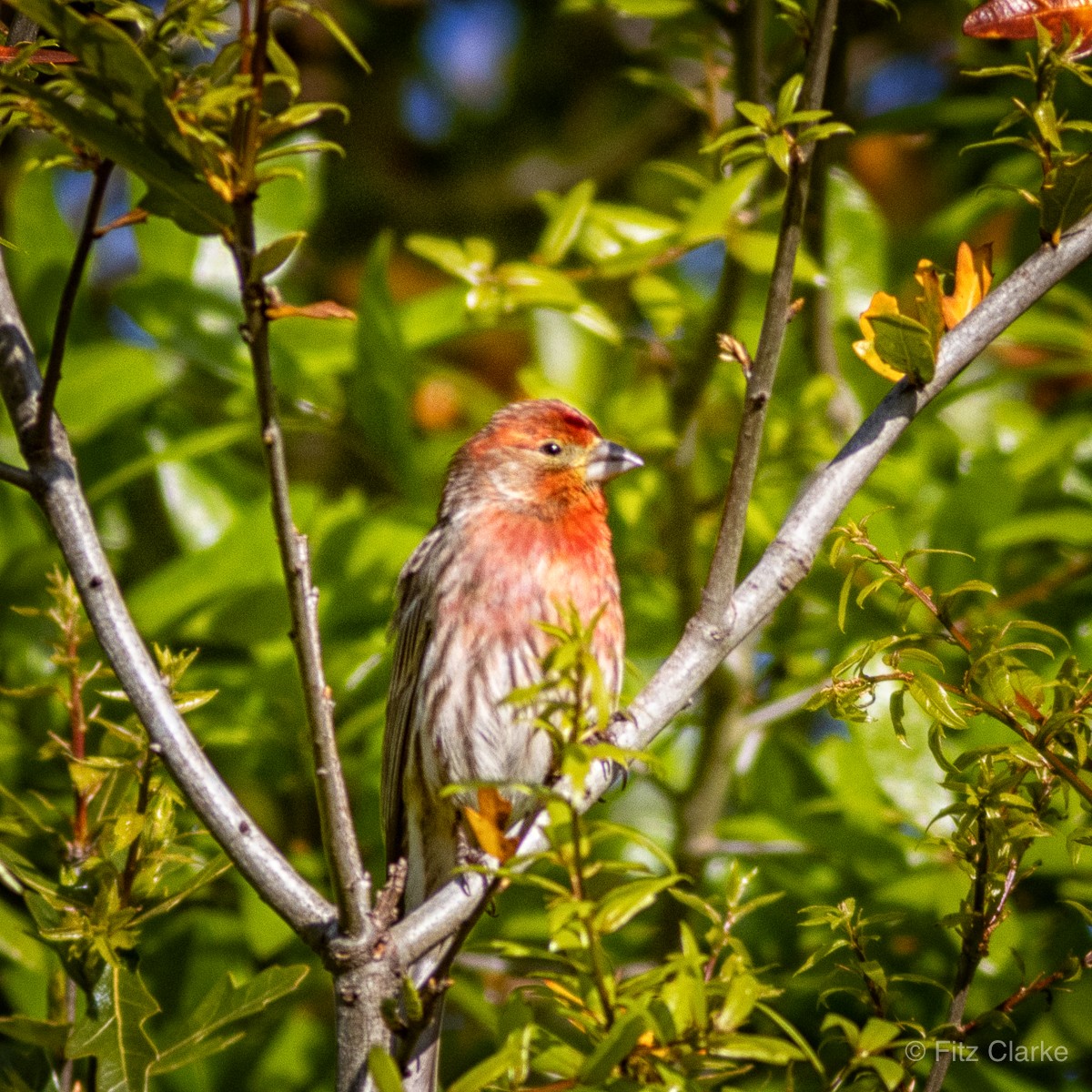 House Finch - Fitz Clarke