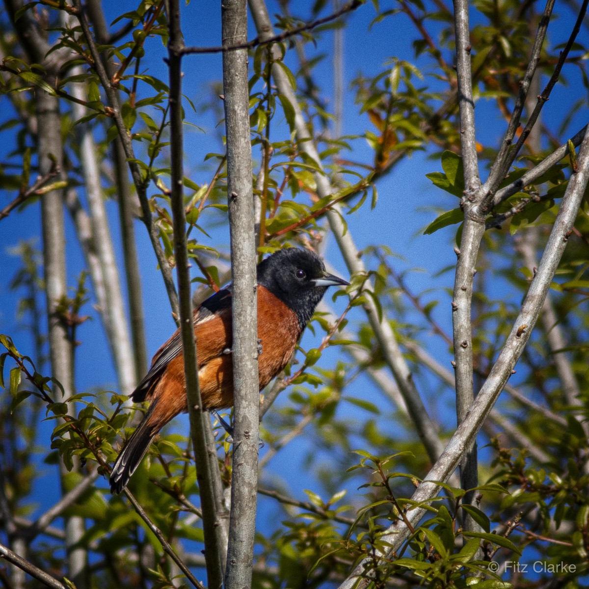 Oriole des vergers - ML431584781