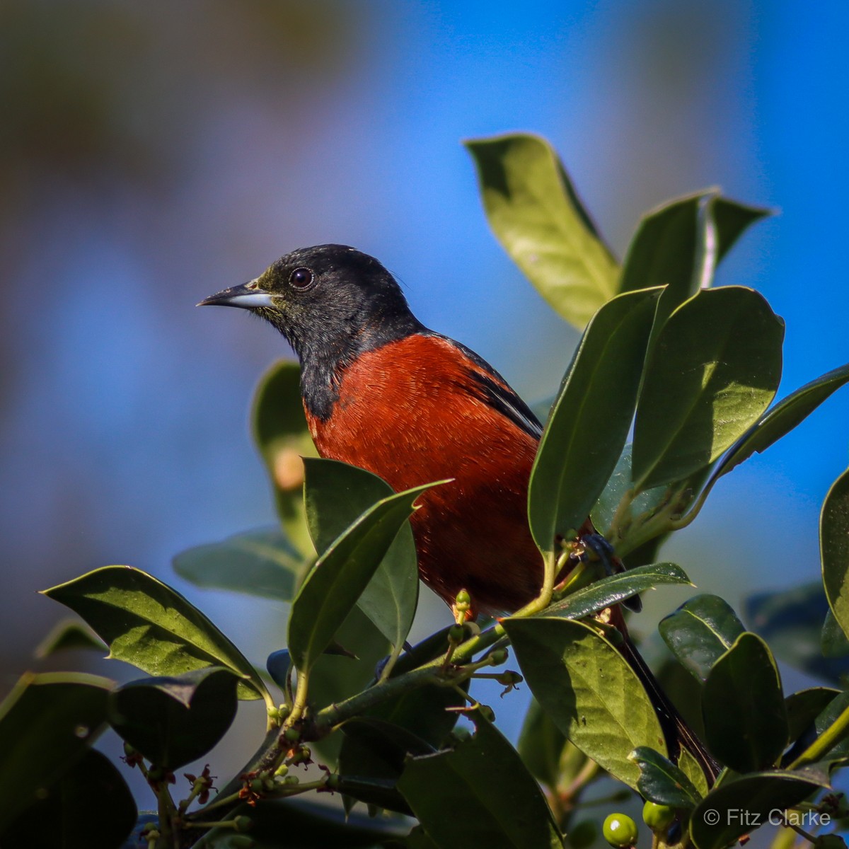 Orchard Oriole - Fitz Clarke