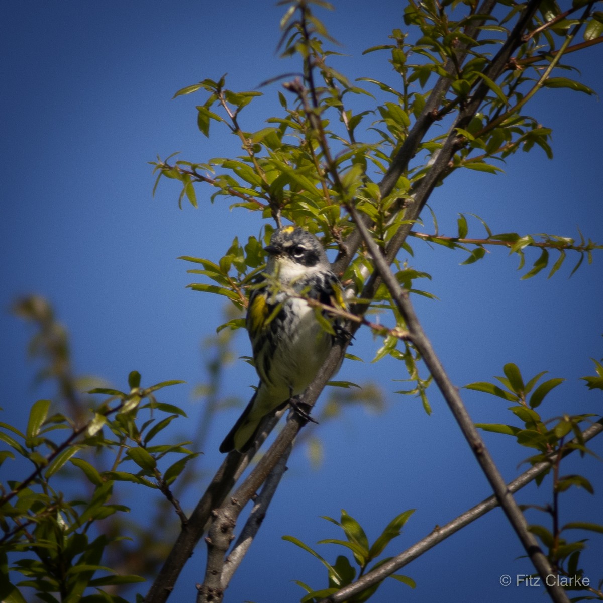 Yellow-rumped Warbler - ML431585241