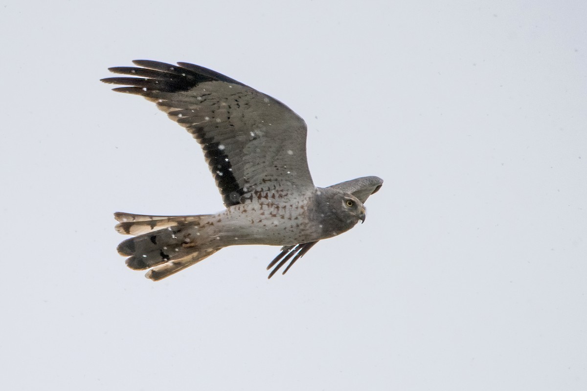Northern Harrier - Sue Barth