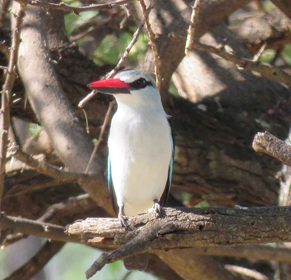 Woodland Kingfisher - Chris Butler