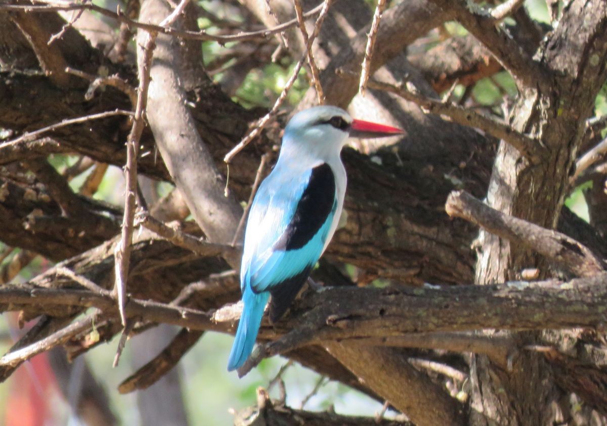 Woodland Kingfisher - ML43158681