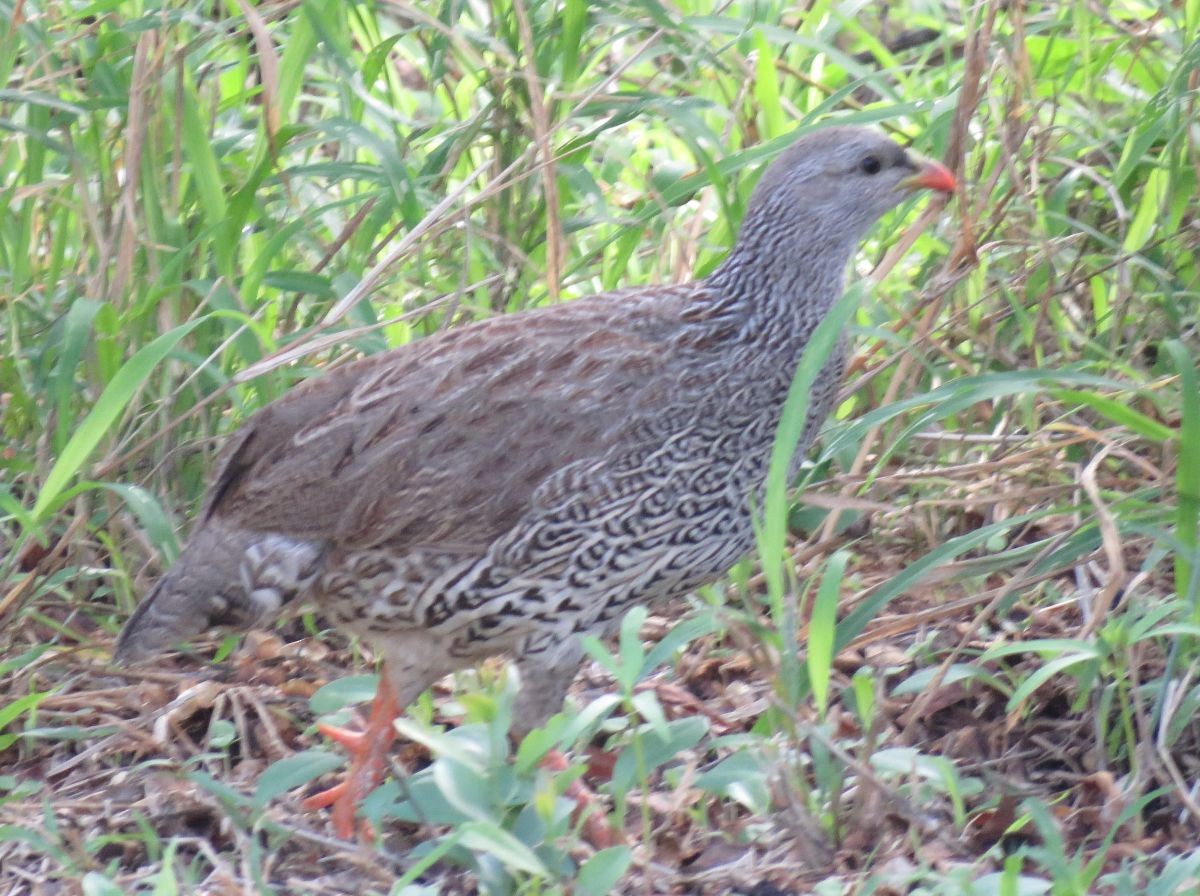 Natal Spurfowl - Chris Butler