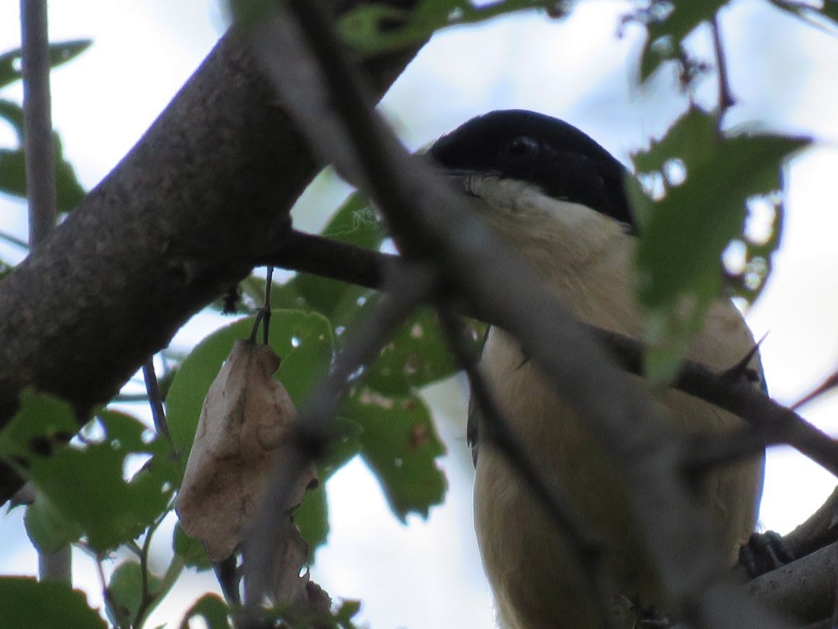 Tropical Boubou - ML43158731