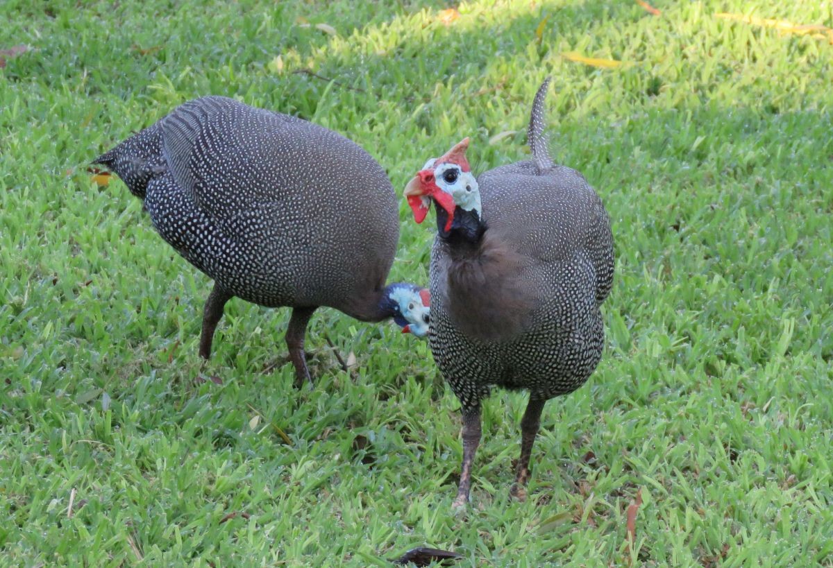 Helmeted Guineafowl - ML43158751