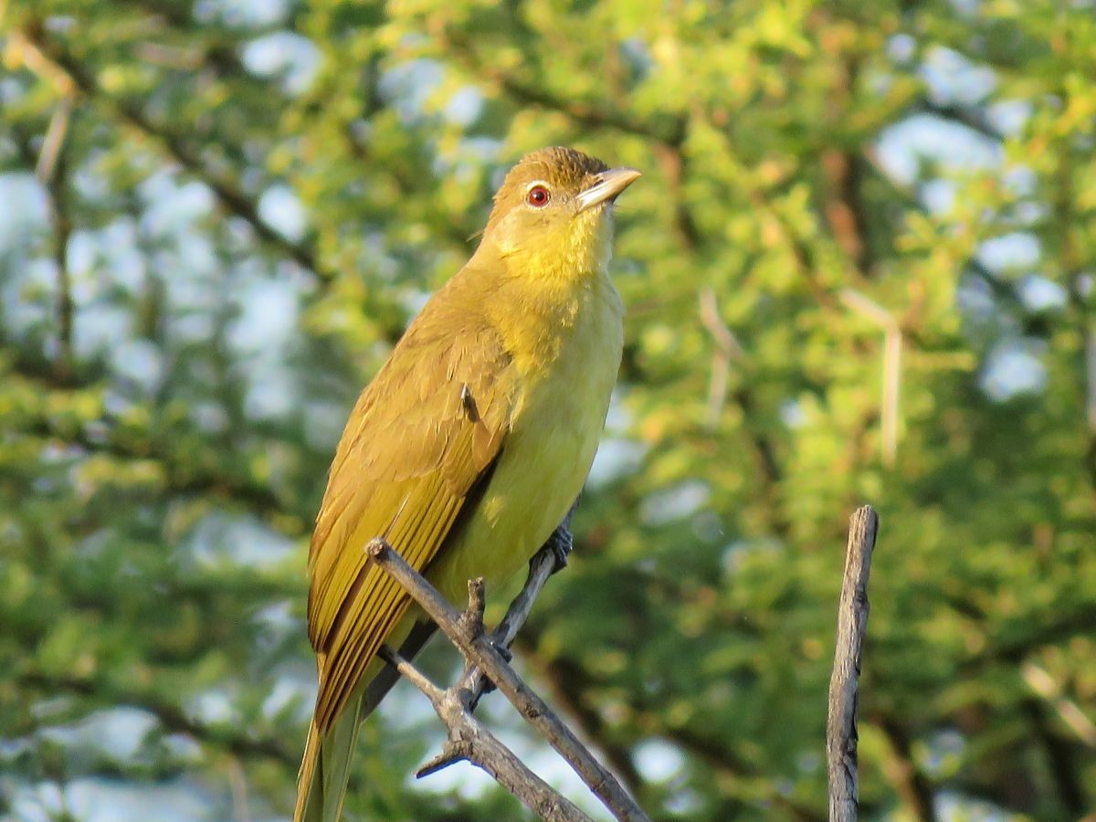 Bulbul à poitrine jaune - ML43158801