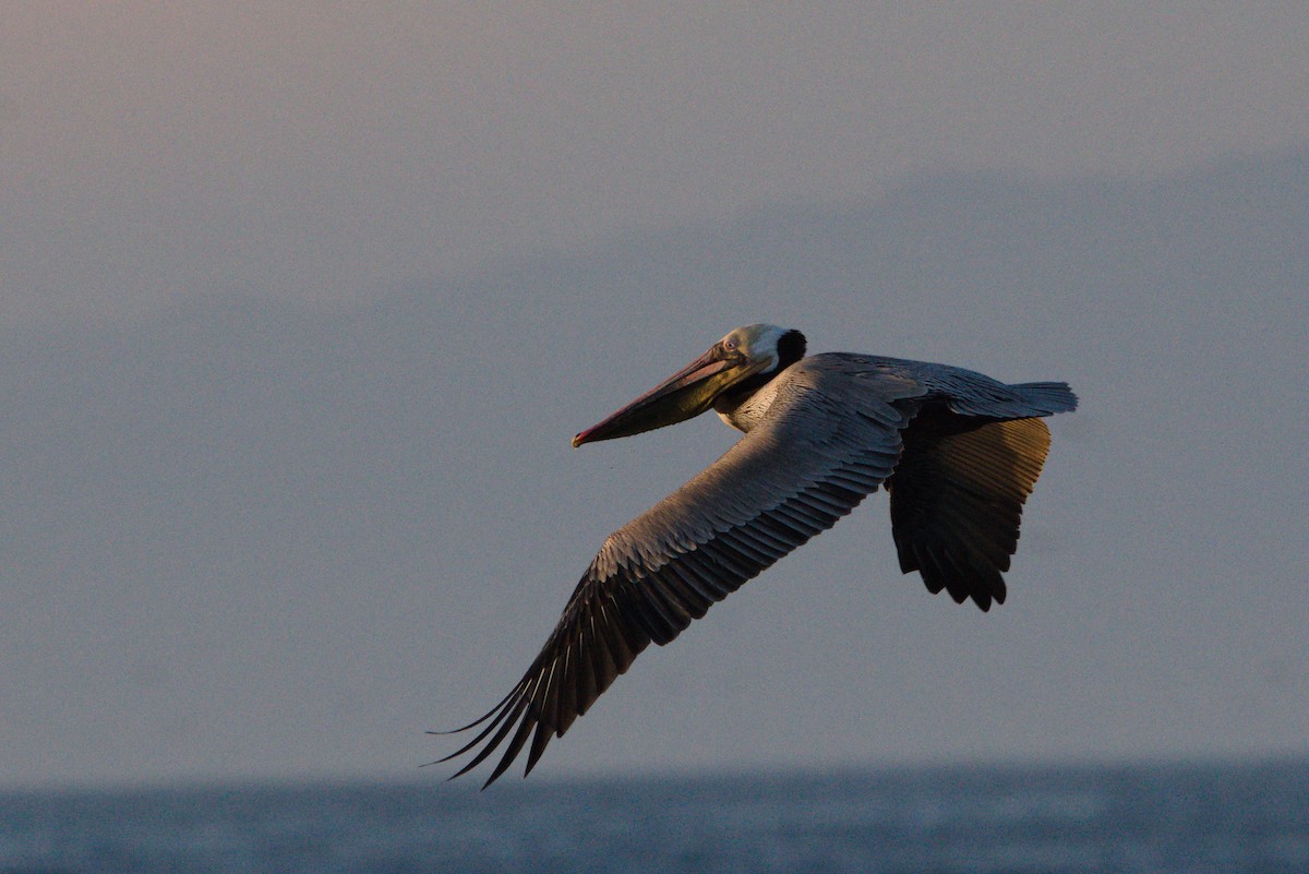 pelikán hnědý - ML431588841