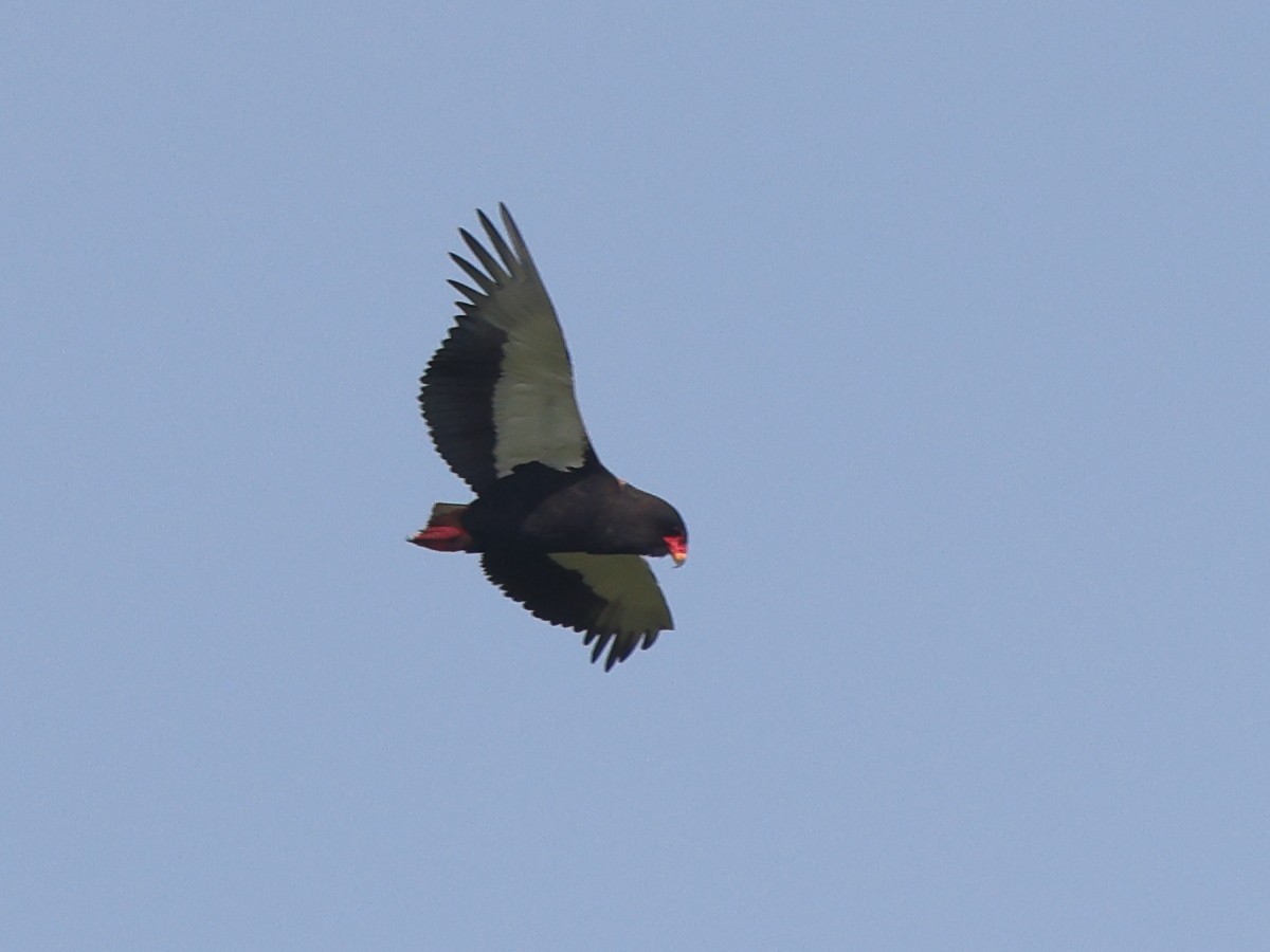 Bateleur des savanes - ML431590881