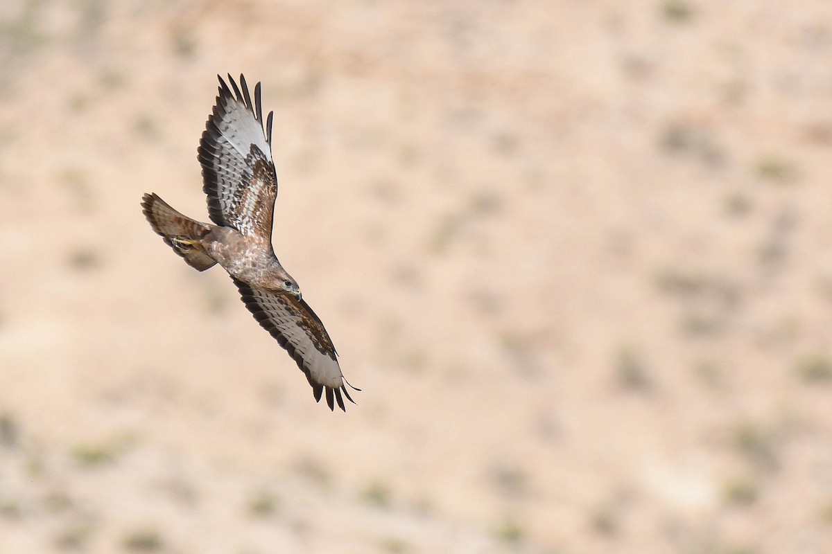 Common Buzzard (Steppe) - Itamar Donitza