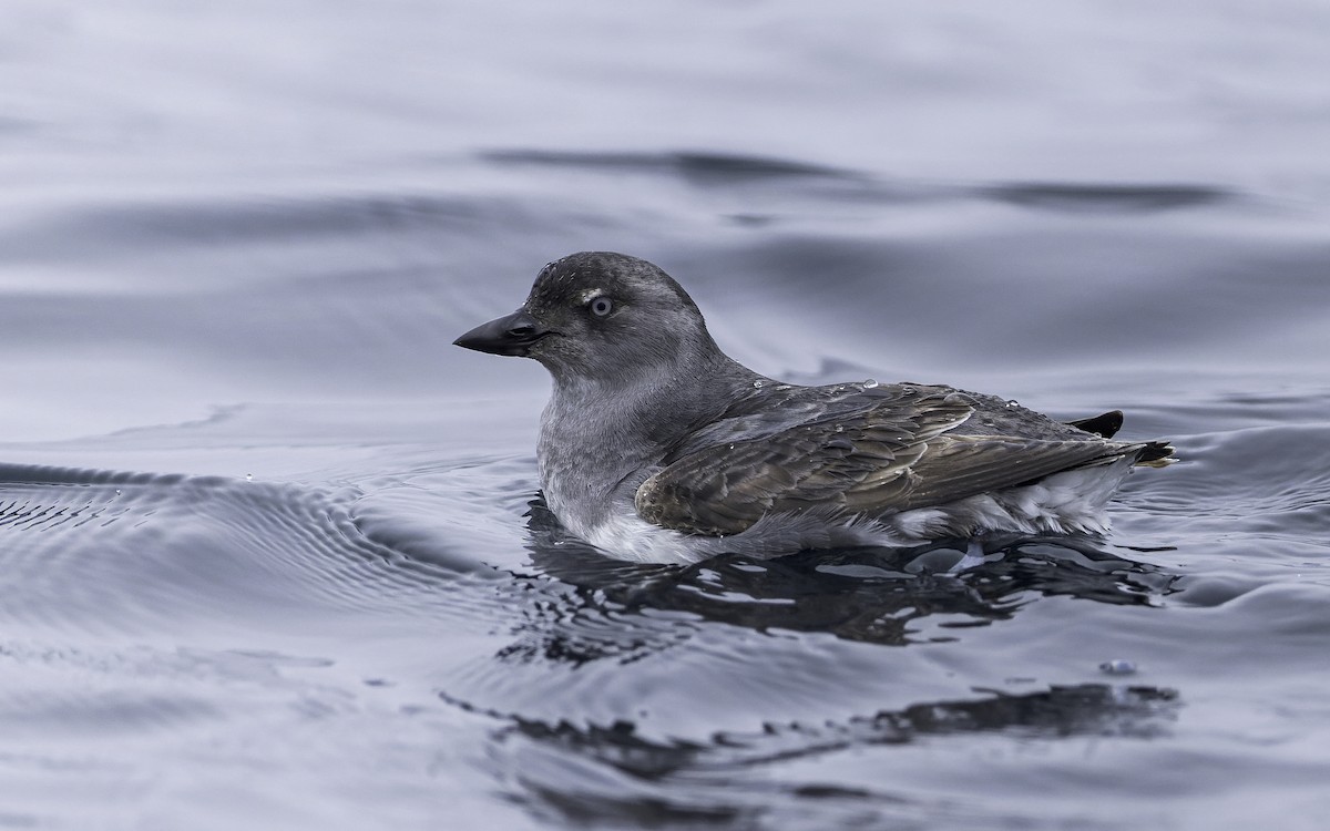 Cassin's Auklet - ML431592851